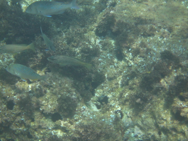 Epinephelus costae.jpg